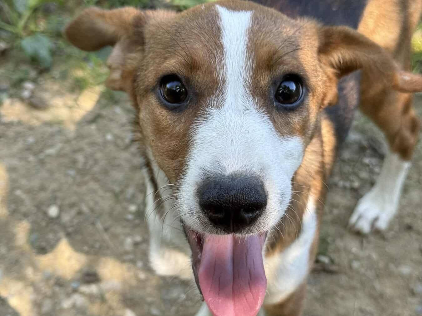 Adotta un cane, taglia media contenuta, femmina, Firenze