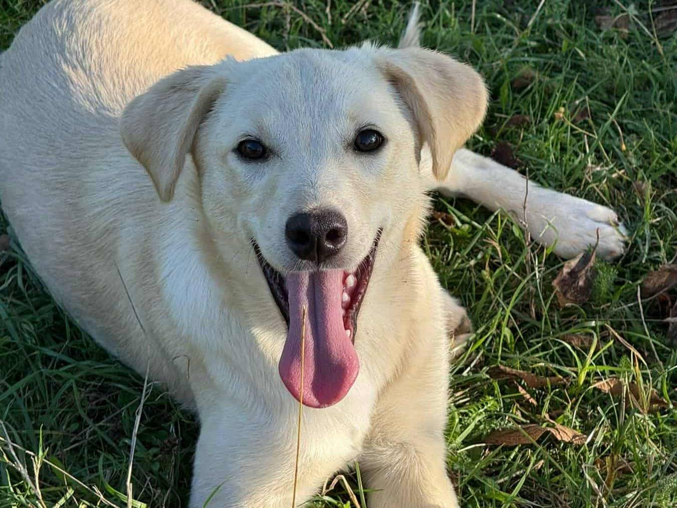 Adozione cane, femmina, Razza sconosciuta Razza sconosciuta, 4 mesi, taglia media, Firenze