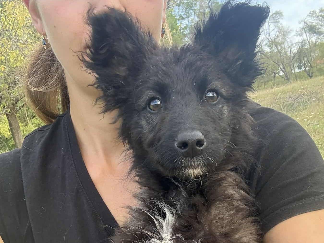 Adozione cane, femmina, Razza sconosciuta Razza sconosciuta, 4 mesi, taglia media contenuta, Firenze
