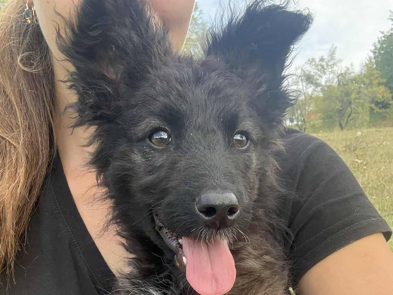 Adotta un cane, femmina, 4 mesi, Firenze