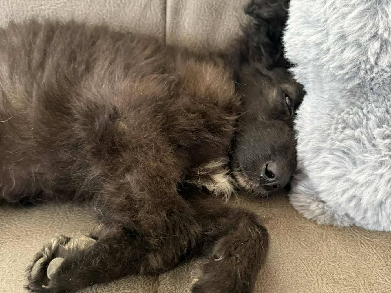 Adotta un cane, taglia media contenuta, femmina, Firenze