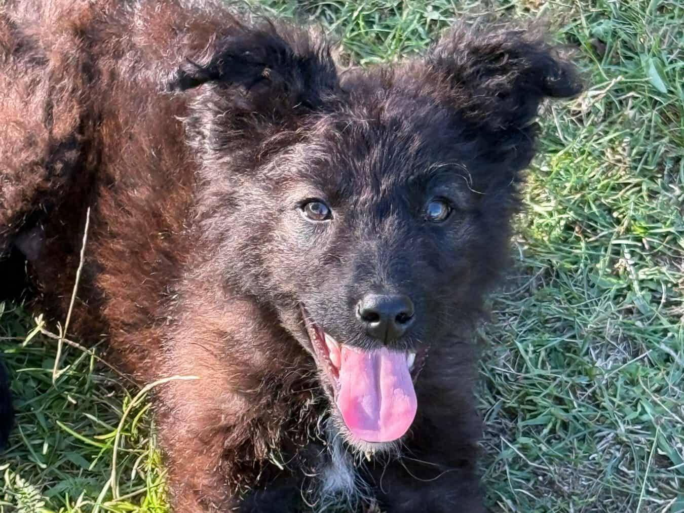 Vuoi adottare un cane a Firenze?