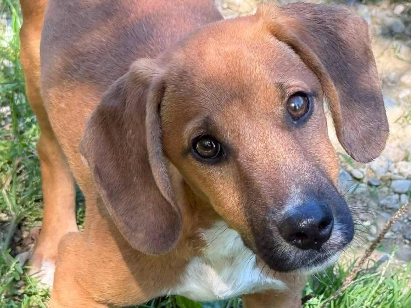 Adozione cane, maschio, Razza sconosciuta Razza sconosciuta, 5 mesi, taglia media, Firenze