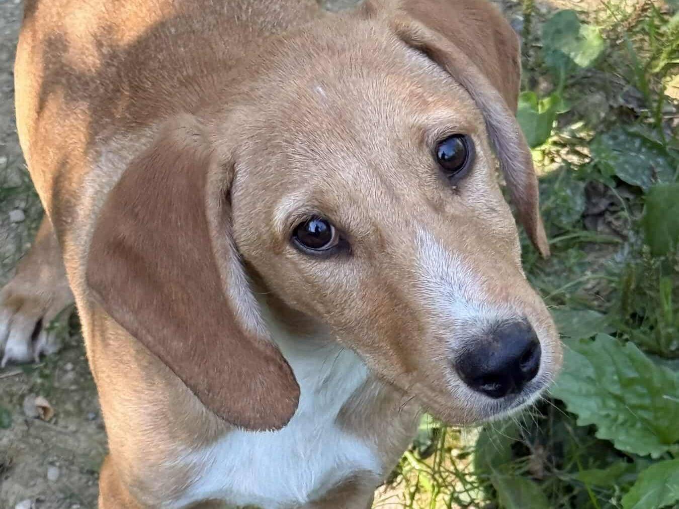 Adotta un cane, maschio, 5 mesi, Firenze