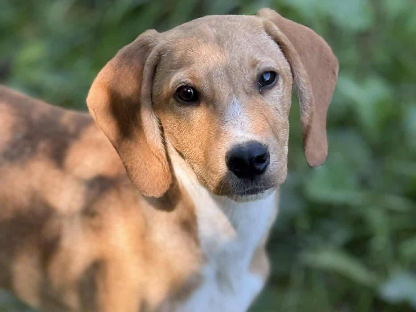 Adotta un cane, taglia media, maschio, Firenze
