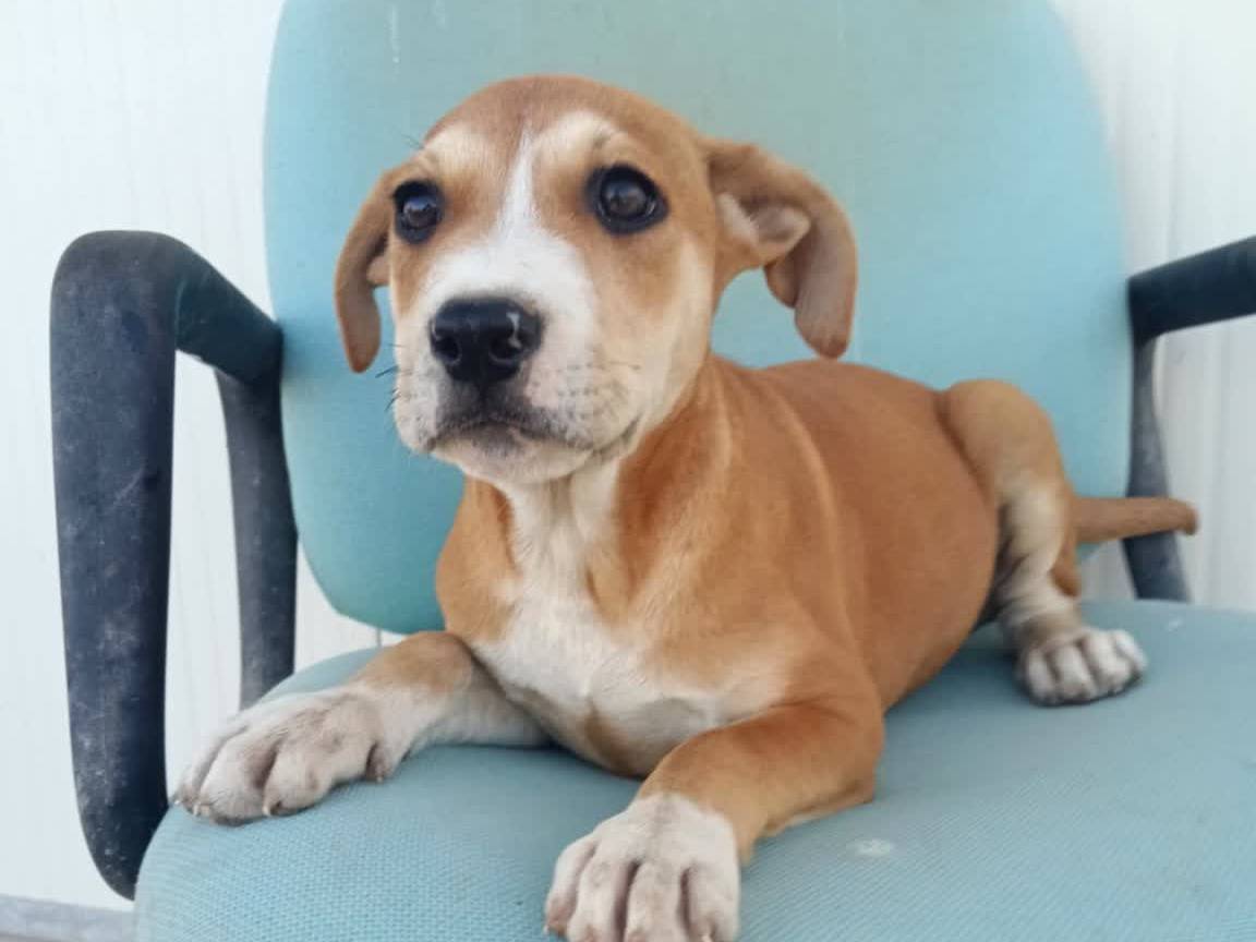 Adozione cane, femmina, Amstaff Razza sconosciuta, 3 mesi, taglia media, Padova