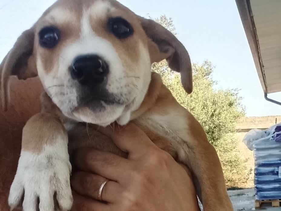 Adotta un cane, femmina, 3 mesi, Padova