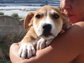 Adotta un cane, taglia media, femmina, Padova