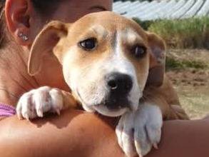 Vuoi adottare un cane a Padova?