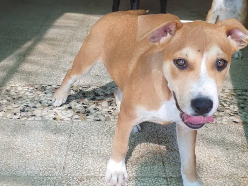 Adotta il cane LUNA a Padova