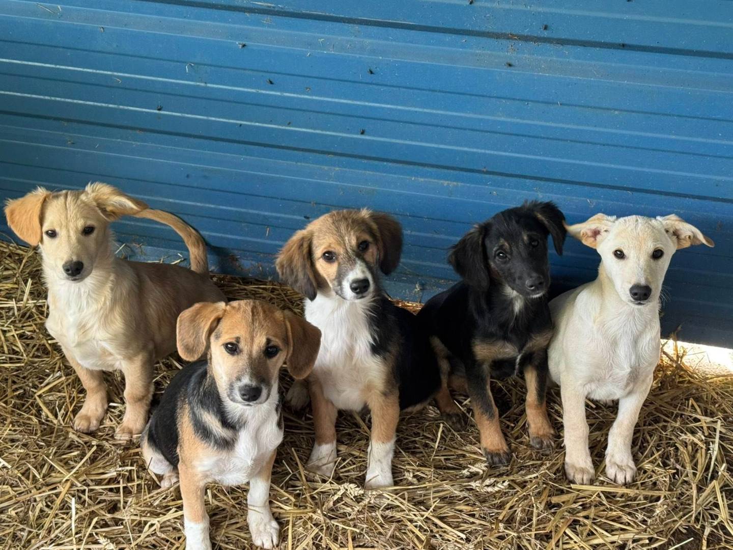 Adozione cane, femmina, Razza sconosciuta Razza sconosciuta, 3 mesi, taglia media contenuta, Firenze