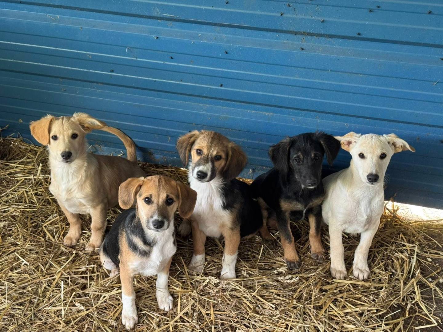 Adotta un cane, femmina, 3 mesi, Firenze