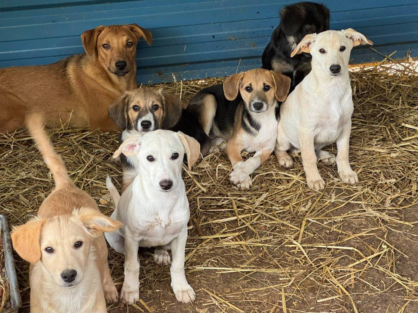Adotta un cane, taglia media contenuta, femmina, Firenze