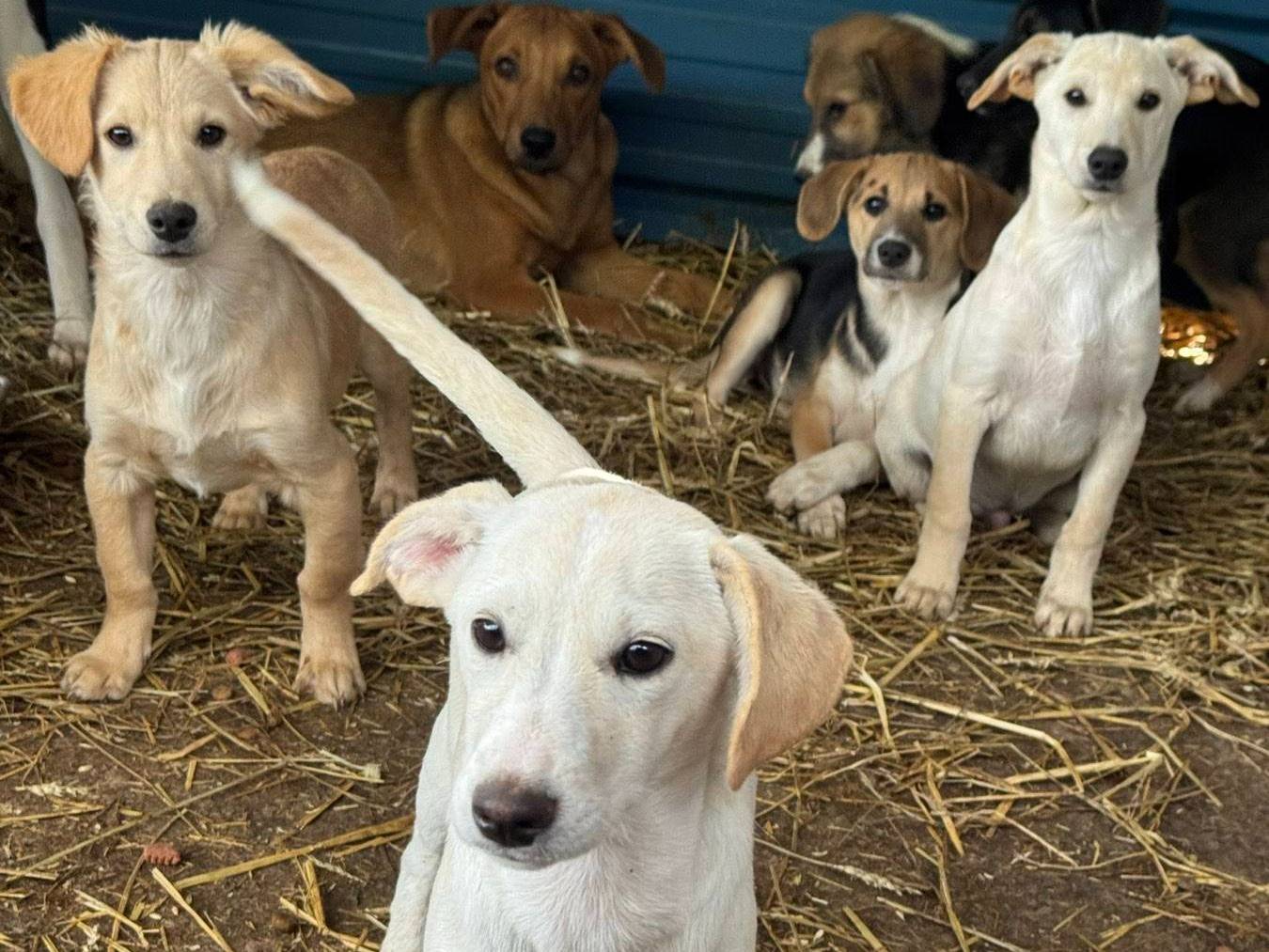 Vuoi adottare un cane a Firenze?
