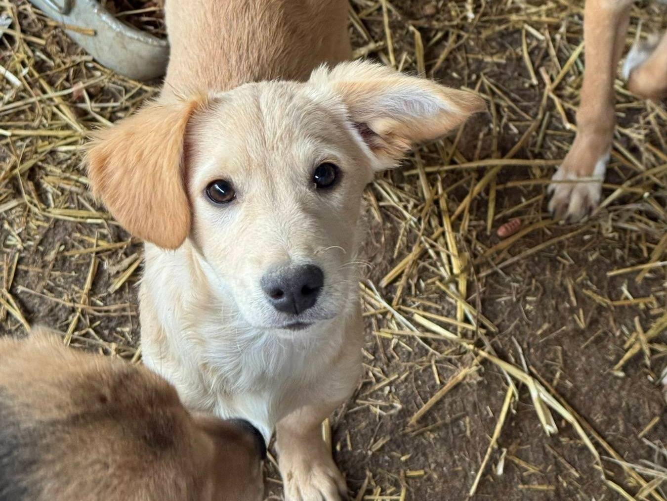Adotta il cane SEI NANETTI  a Firenze