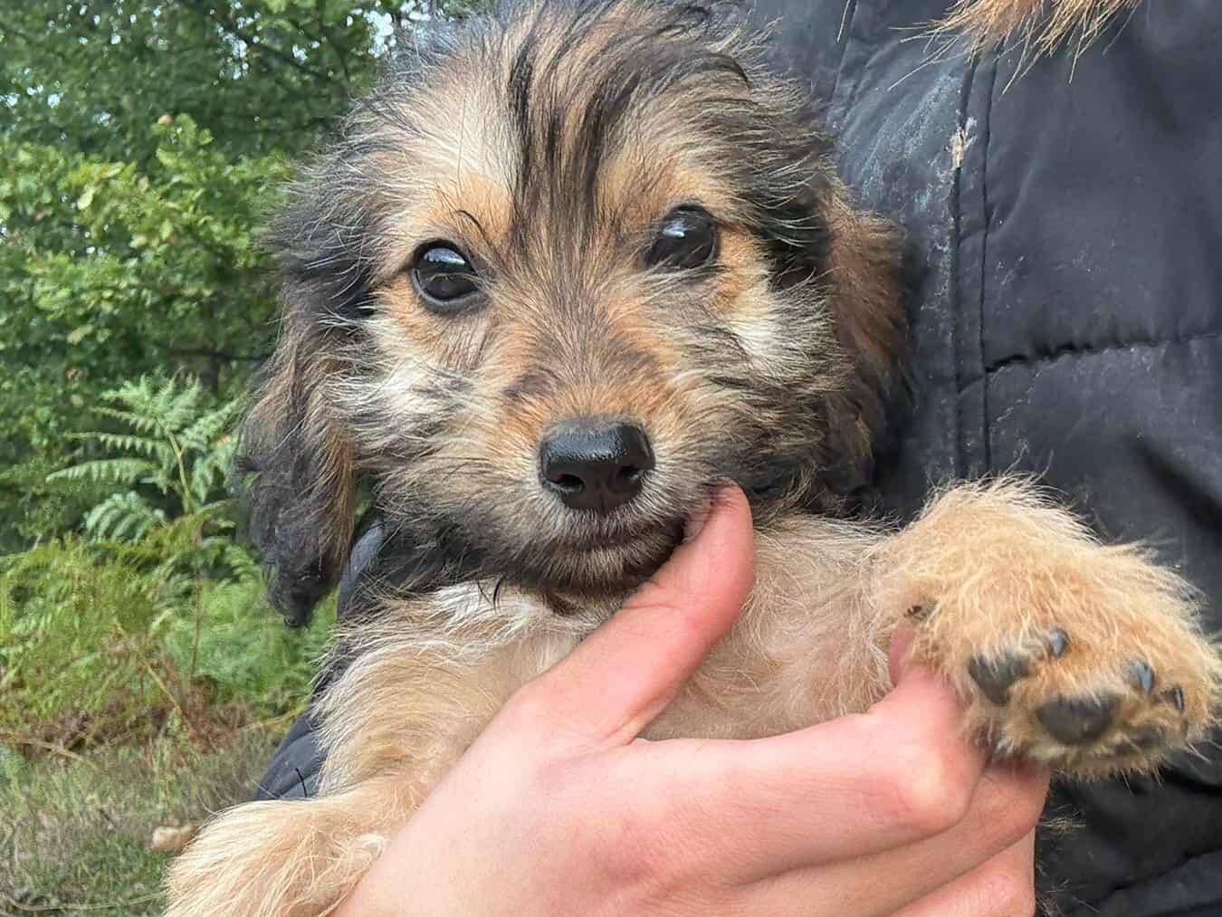 Adozione cane, maschio, Razza sconosciuta Razza sconosciuta, 4 mesi, taglia media contenuta, Firenze