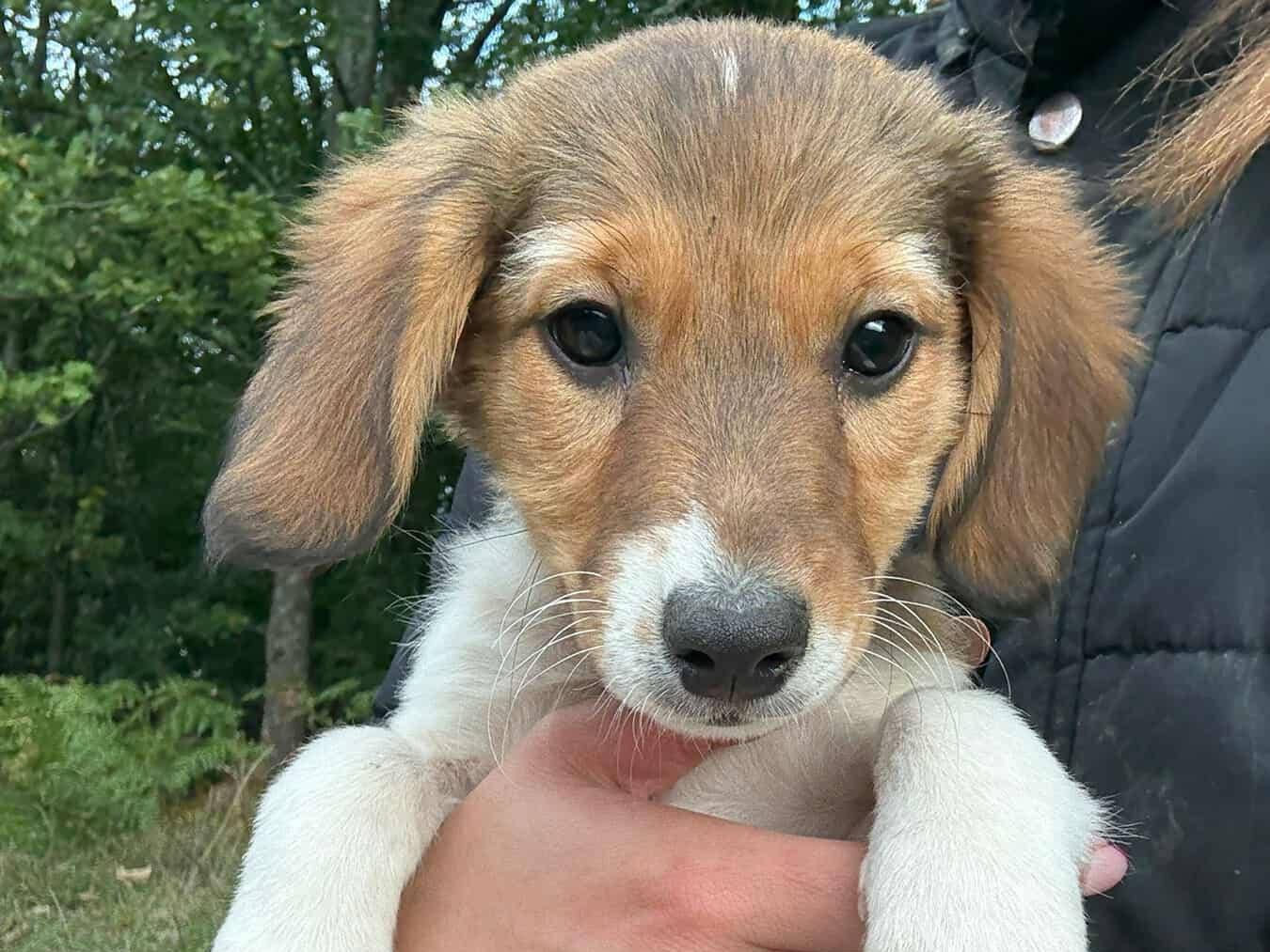 Adotta un cane, maschio, 4 mesi, Firenze