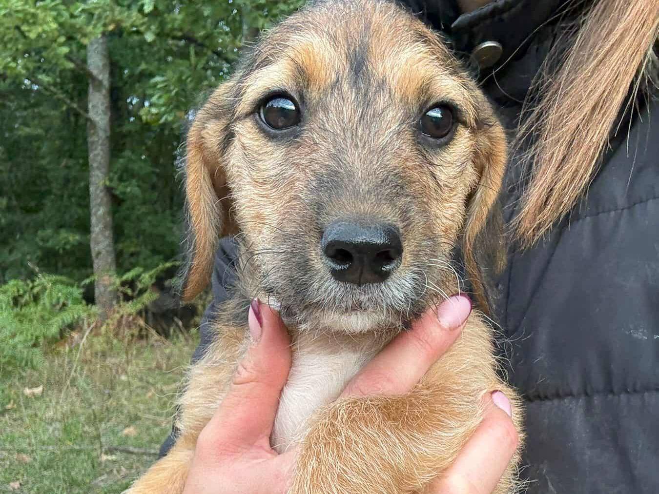 Adotta un cane, taglia media contenuta, maschio, Firenze