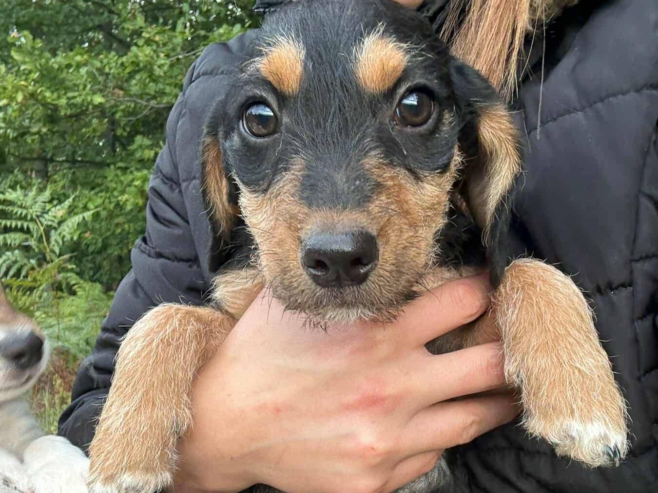 Vuoi adottare un cane a Firenze?