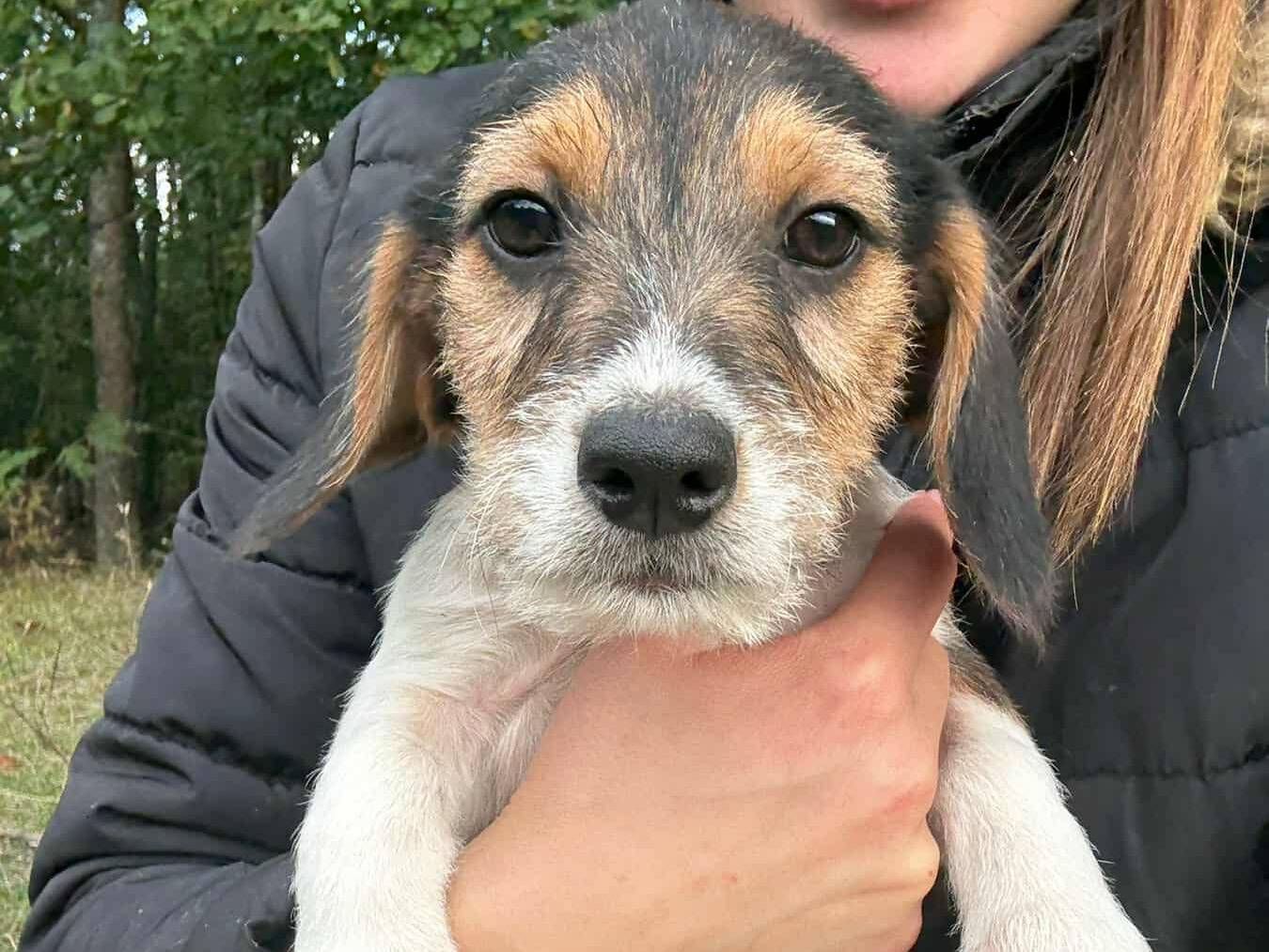 Adotta il cane CINQUE SCRICCIOLI ZAMPACORTA a Firenze