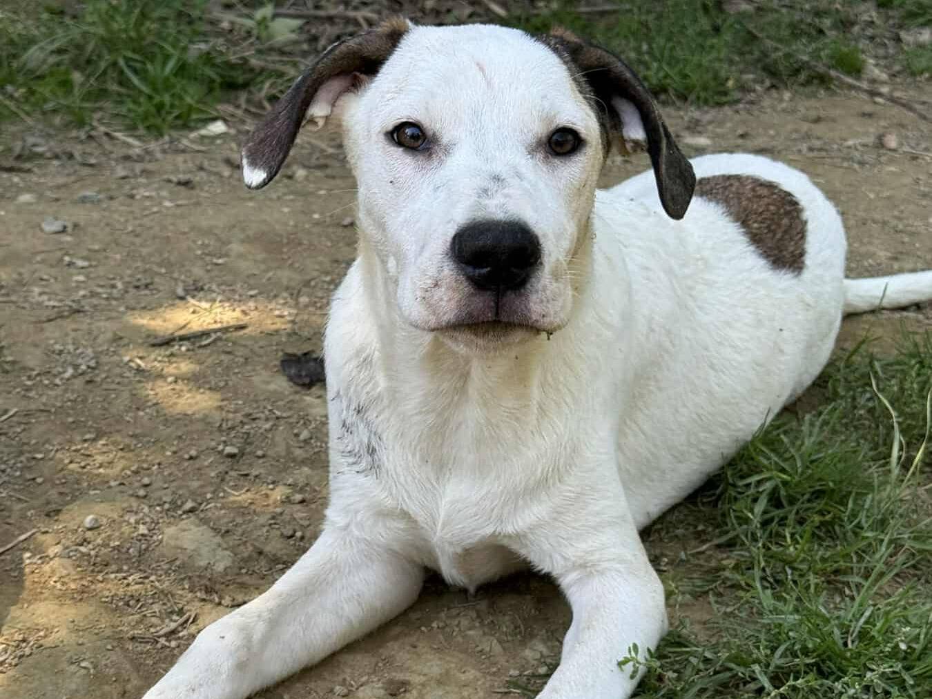 Adozione cane, femmina, Dogo Argentino Razza sconosciuta, 7 mesi, taglia media, Firenze
