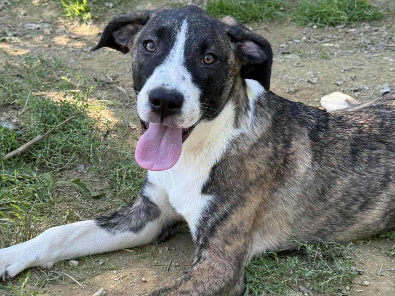 Adotta un cane, femmina, 7 mesi, Firenze