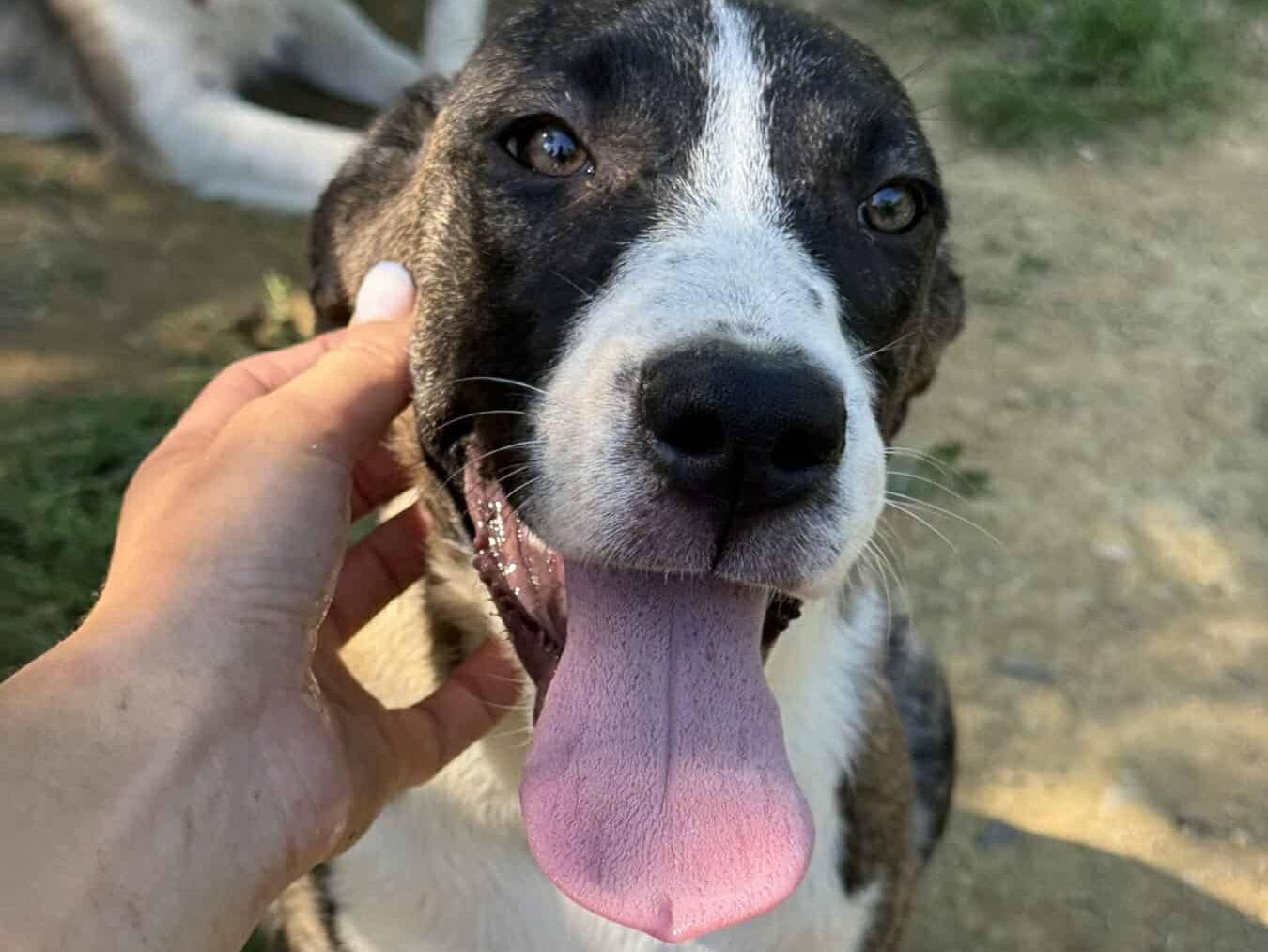 Adotta un cane, taglia media, femmina, Firenze