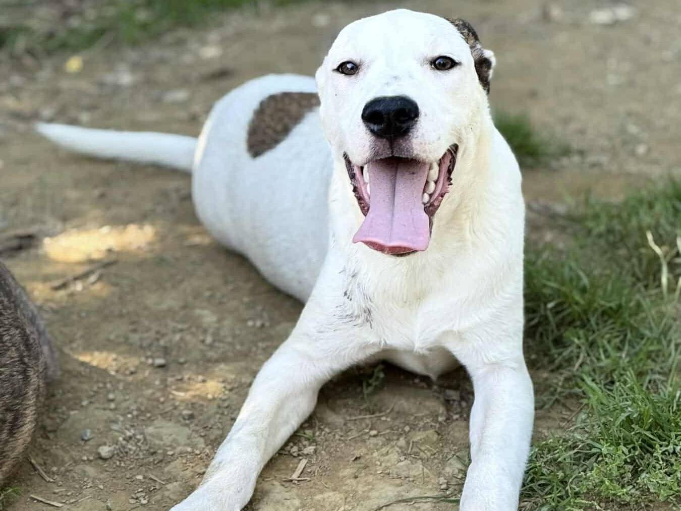 Vuoi adottare un cane a Firenze?