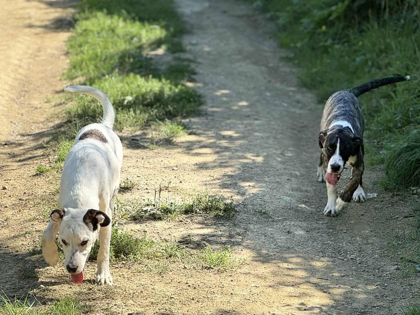 Adotta il cane BORIA e BALINA a Firenze