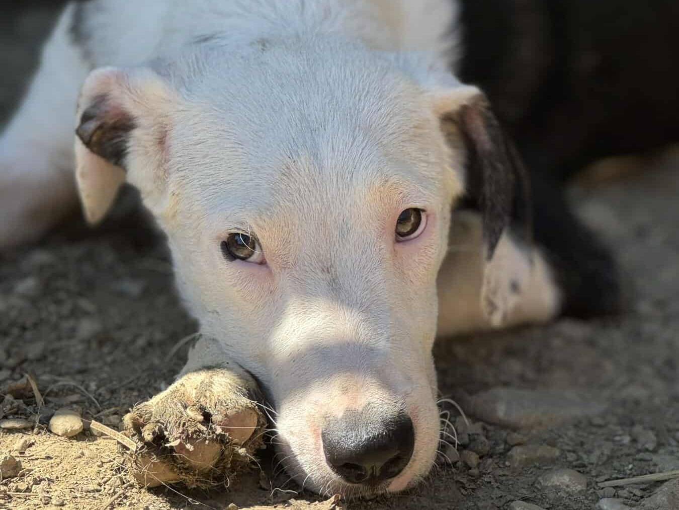 Adozione cane, maschio, Pitbull Razza sconosciuta, 7 mesi, taglia media, Firenze