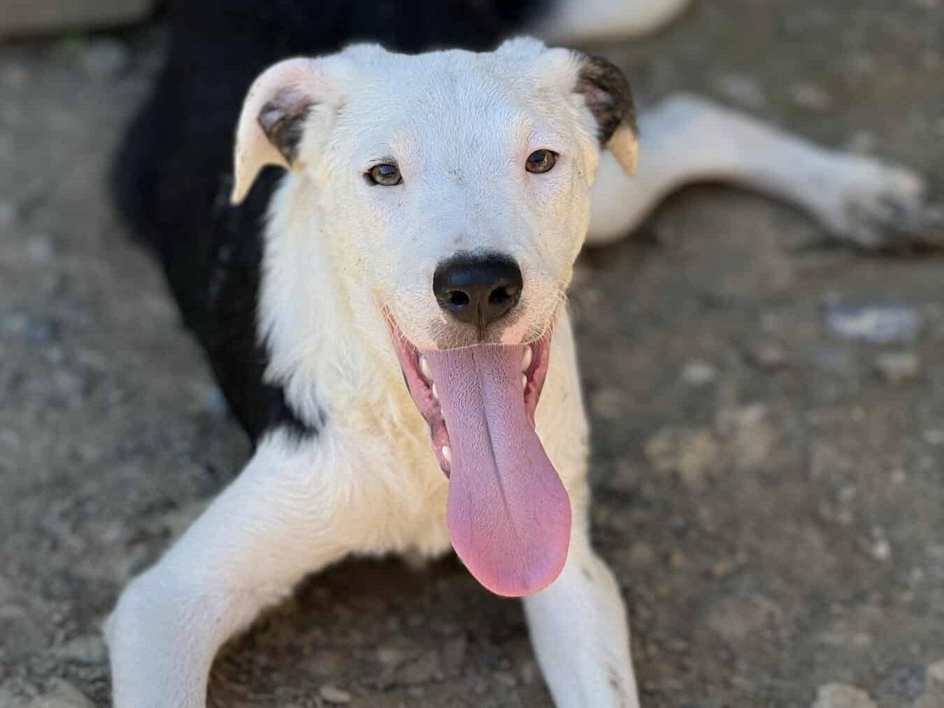 Adotta un cane, maschio, 7 mesi, Firenze