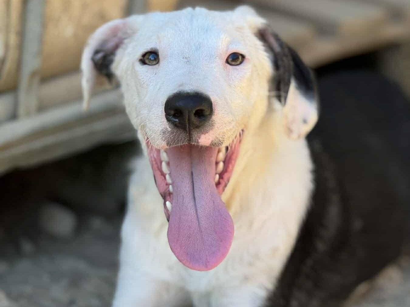 Adotta un cane, taglia media, maschio, Firenze
