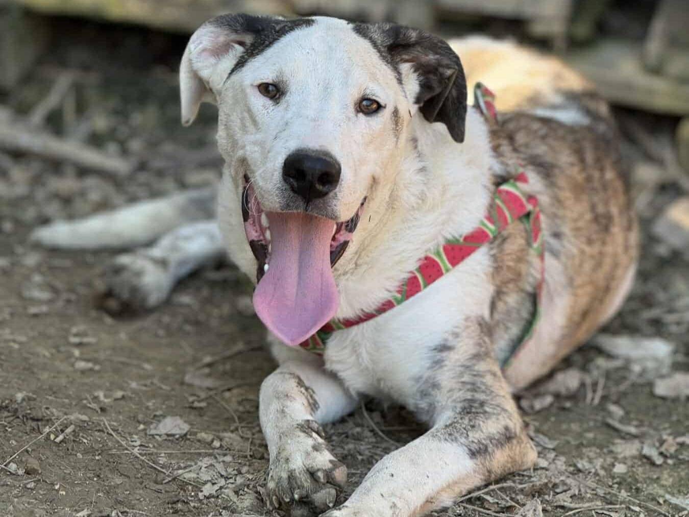 Vuoi adottare un cane a Firenze?