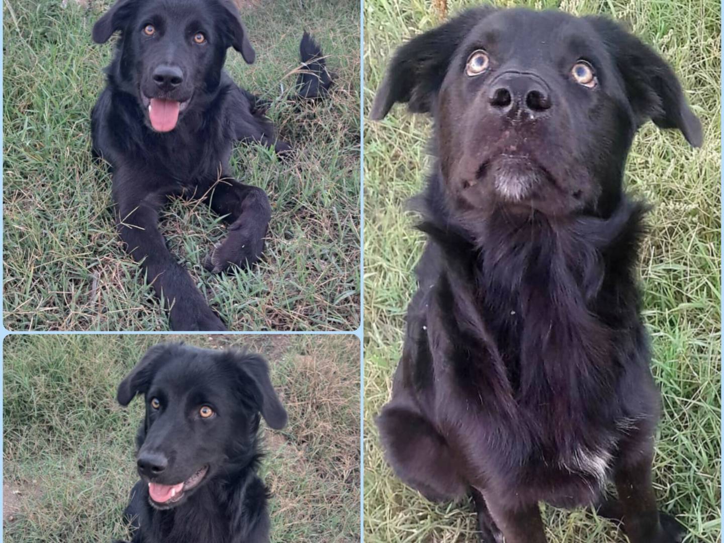 Adozione cane, maschio, Razza sconosciuta Razza sconosciuta, 7 mesi, taglia media, Milano