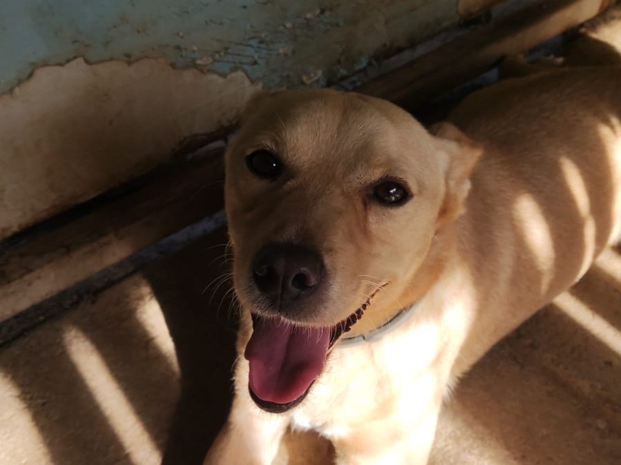 Adozione cane, maschio, Razza sconosciuta Razza sconosciuta, 4 anni e 5 mesi, taglia media contenuta, Napoli