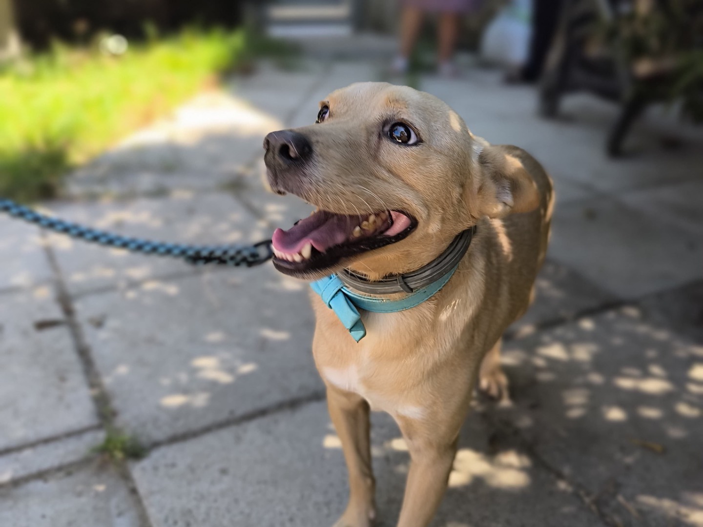 Adotta un cane, maschio, 4 anni e 5 mesi, Napoli