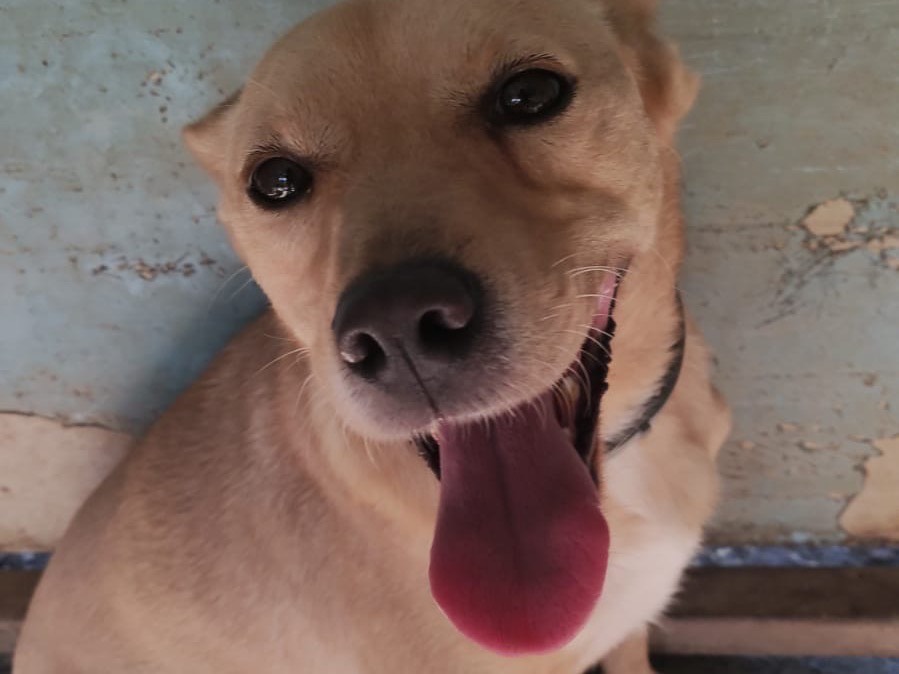 Vuoi adottare un cane a Napoli?
