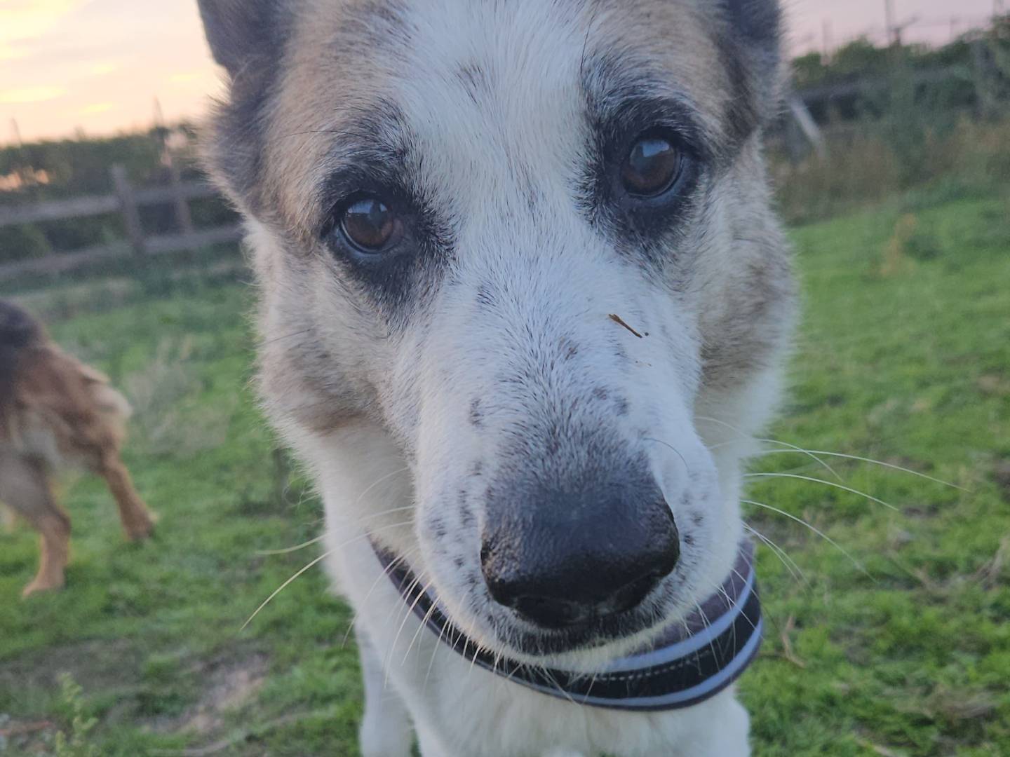 Adozione cane, femmina, Razza sconosciuta Razza sconosciuta, 14 anni e 4 mesi, taglia grande, Bari