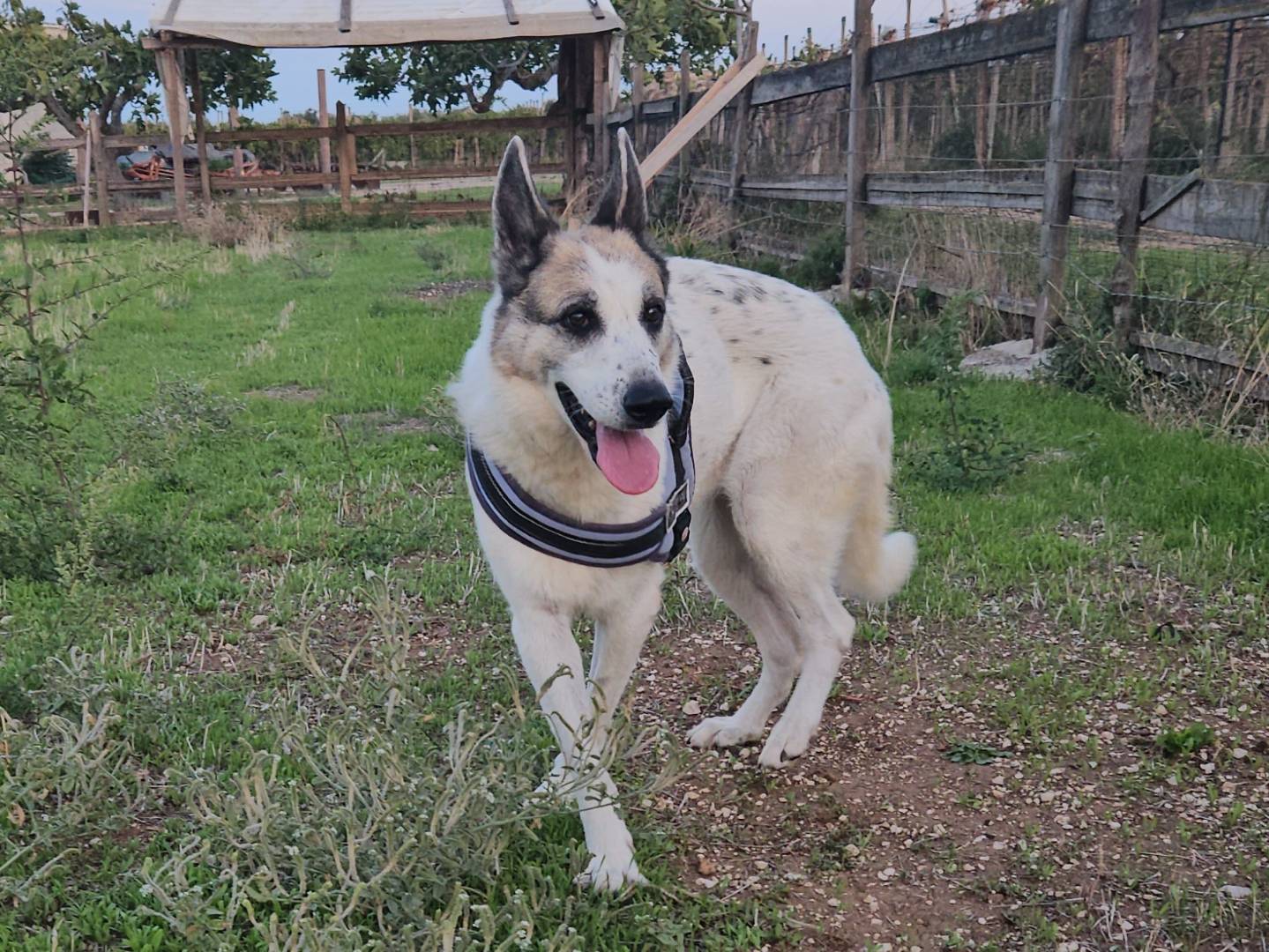Adotta un cane, femmina, 14 anni e 4 mesi, Bari