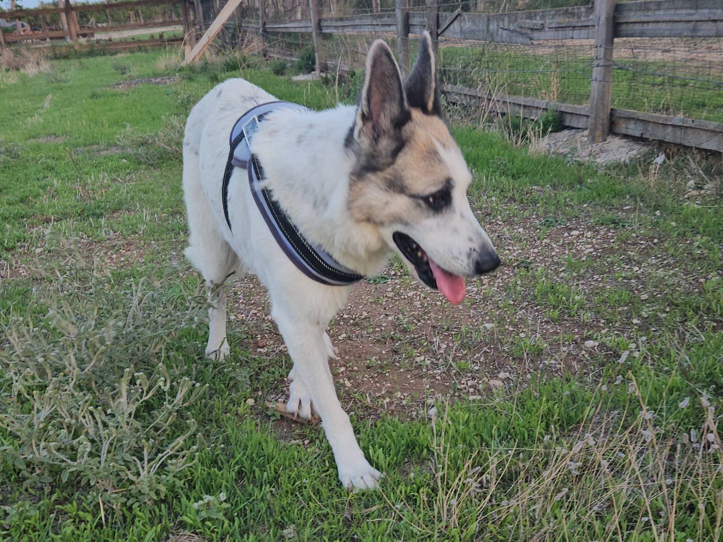 Adotta un cane, taglia grande, femmina, Bari