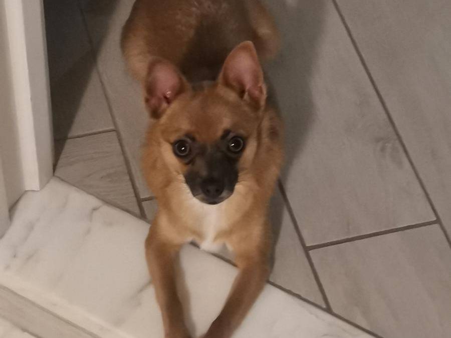 Adozione cane, femmina, Razza sconosciuta Razza sconosciuta, 4 anni e 8 mesi, taglia piccola, Napoli