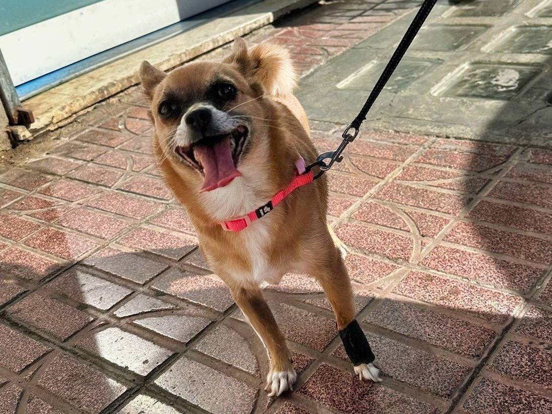 Adotta un cane, femmina, 4 anni e 8 mesi, Napoli