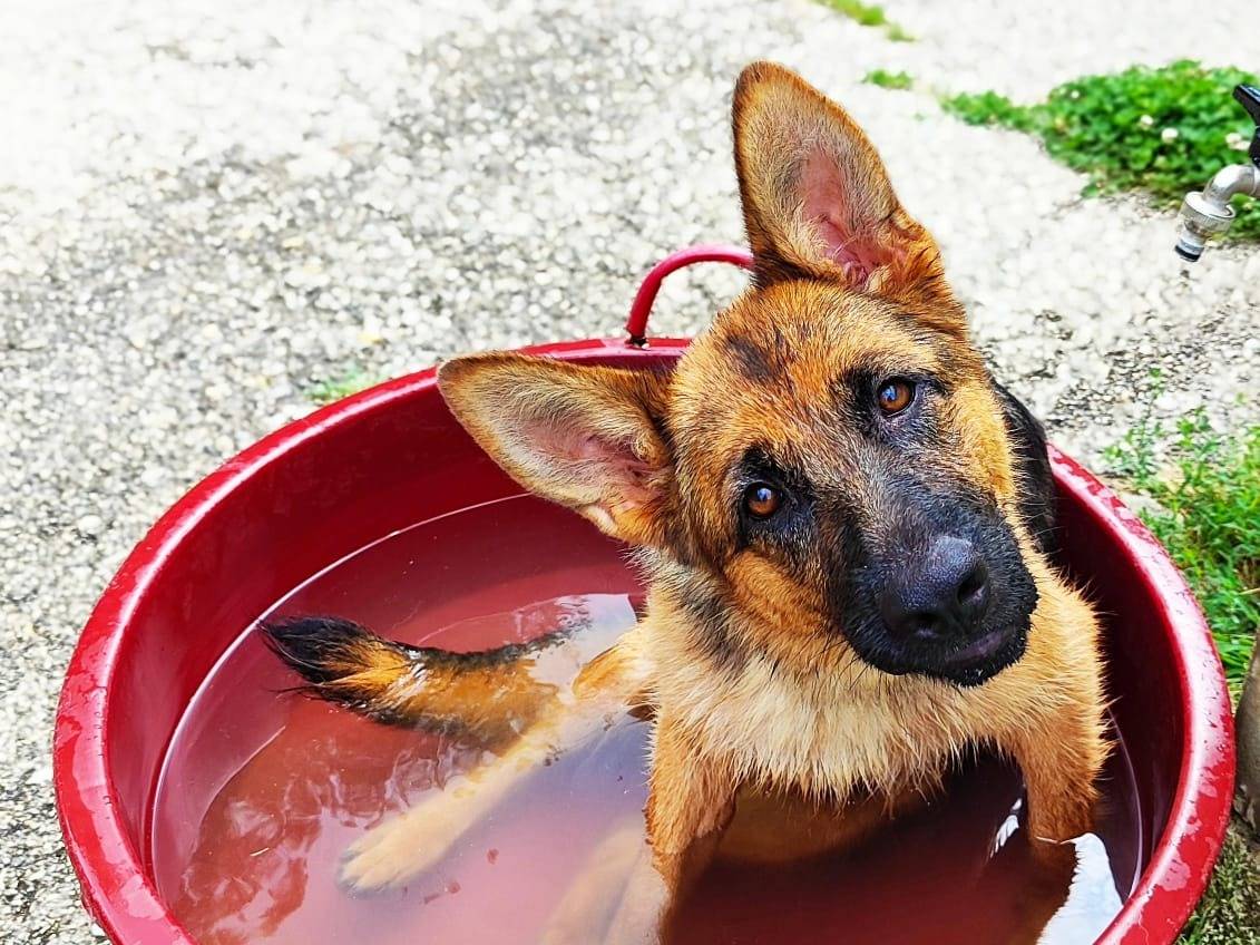 Adozione cane, femmina, Pastore tedesco Pastore tedesco, 1 anno e 7 mesi, taglia grande, Cuneo