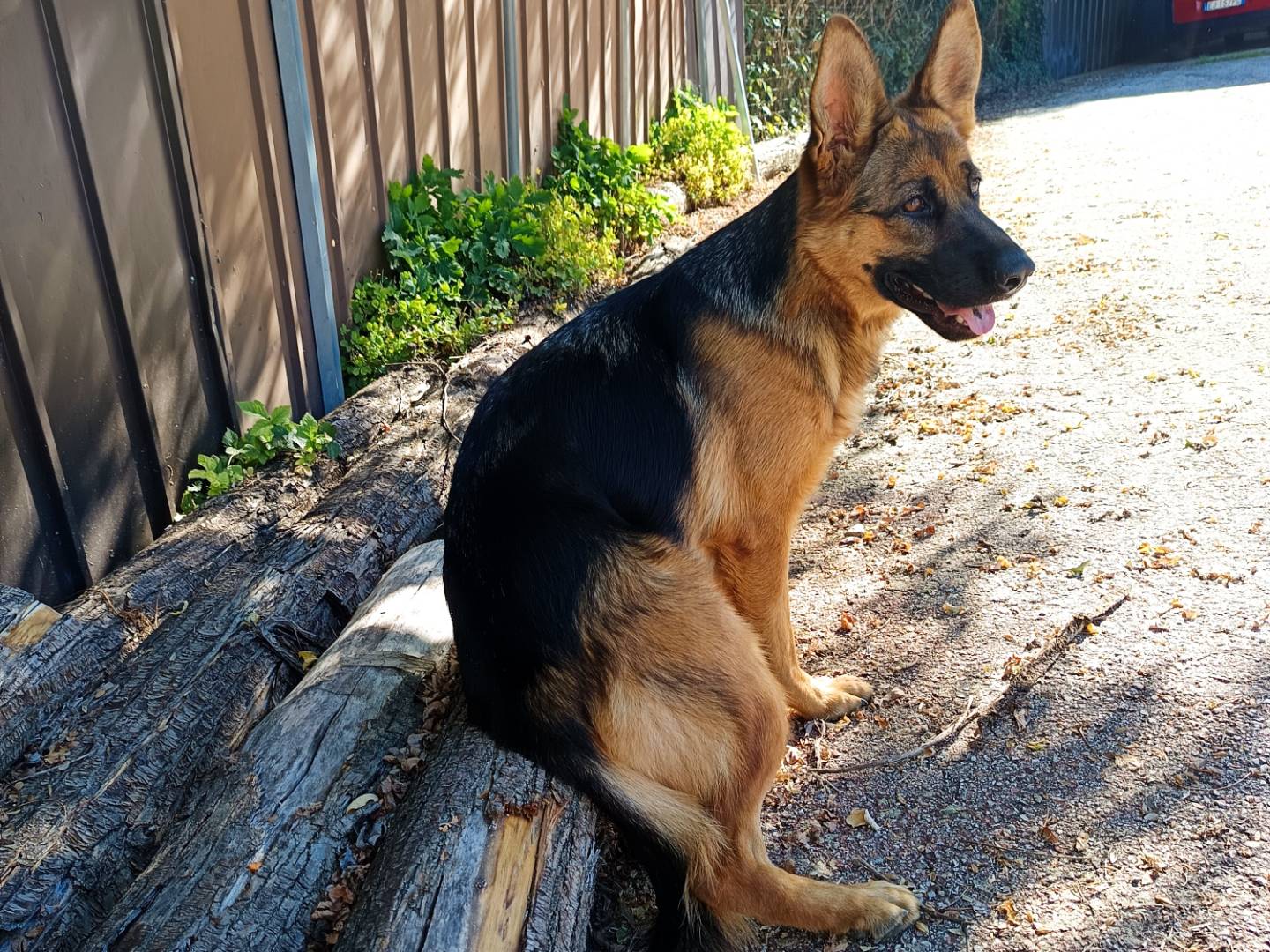 Adotta un cane, femmina, 1 anno e 7 mesi, Cuneo