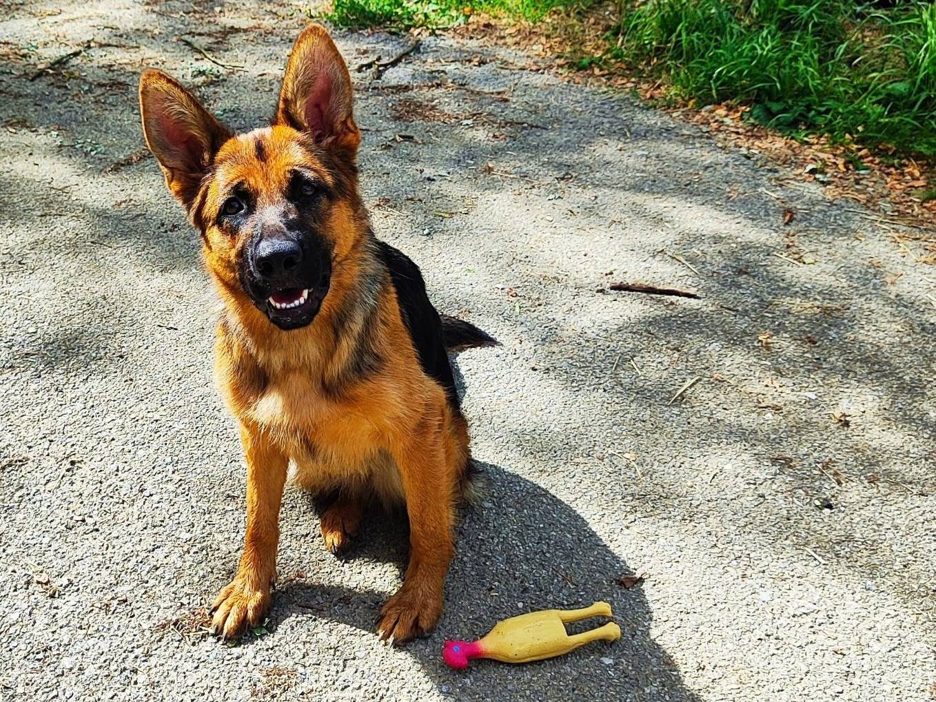 Adotta un cane, taglia grande, femmina, Cuneo