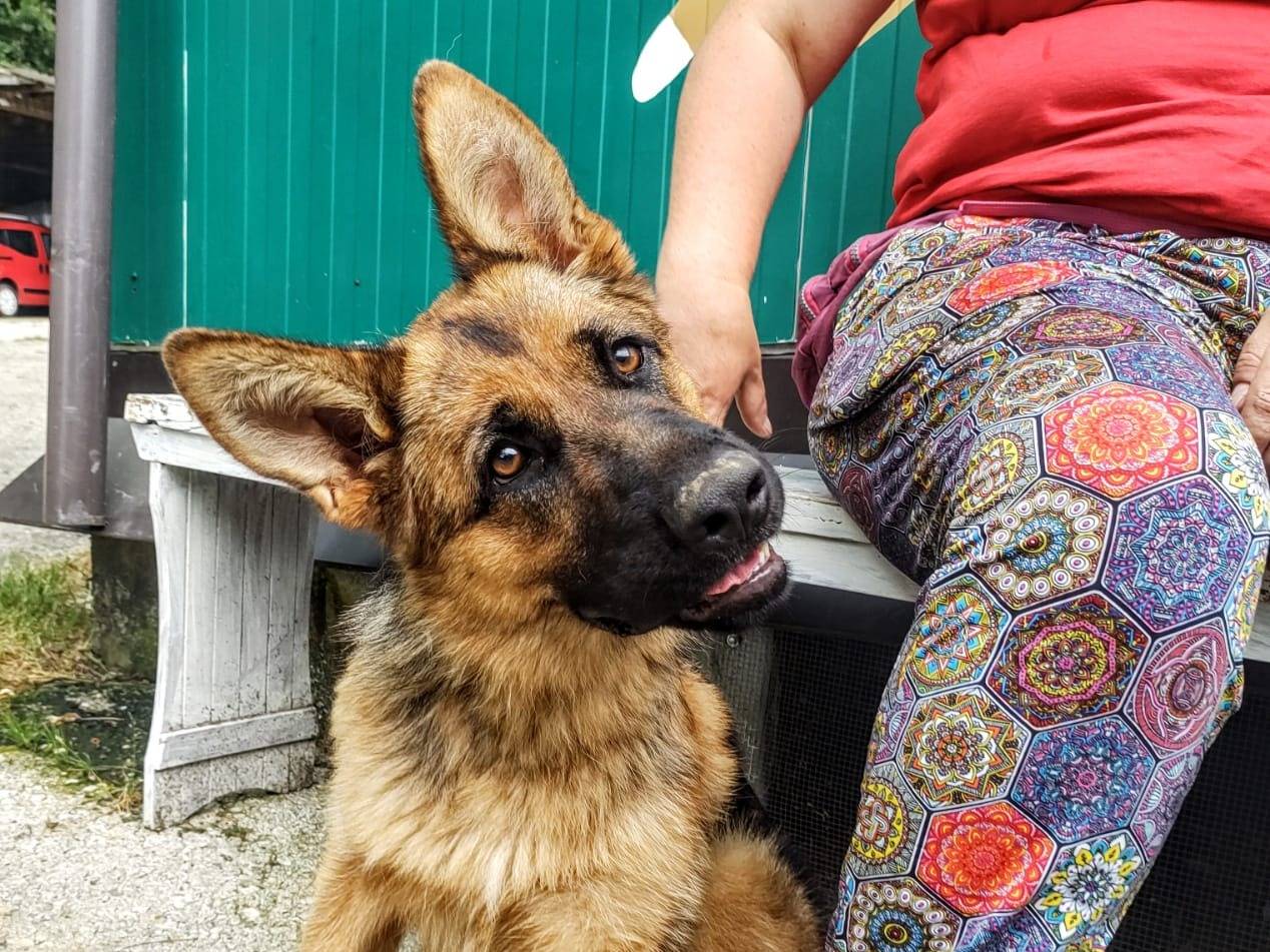 Vuoi adottare un cane a Cuneo?