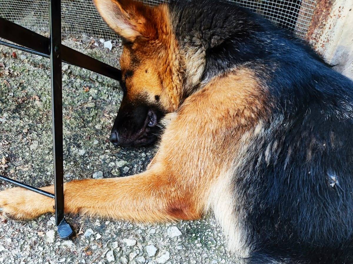 Adotta il cane Bonnie a Cuneo