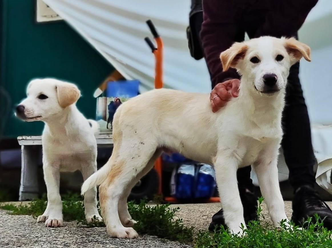 Adozione cane, maschio, Pastore maremmano Razza sconosciuta, 3 mesi, taglia piccola, Cuneo