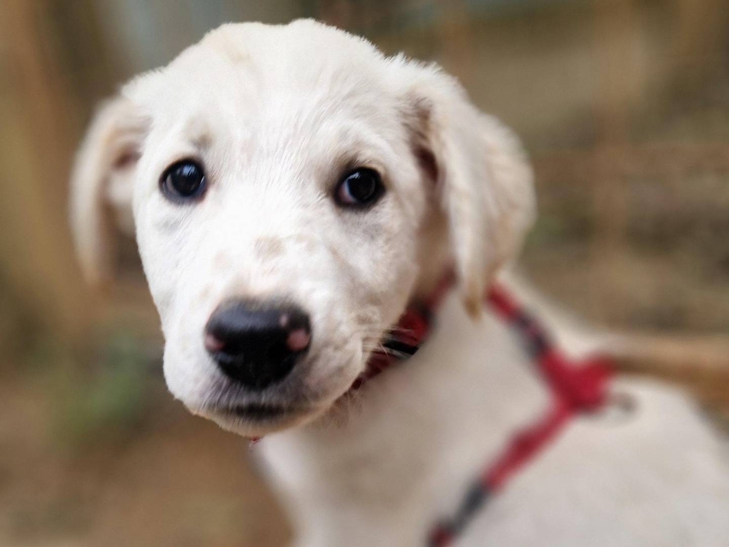 Adotta un cane, maschio, 3 mesi, Cuneo