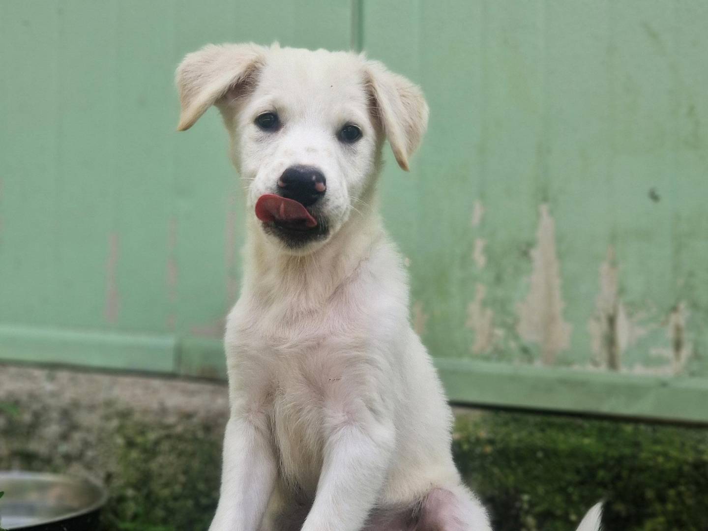 Adotta un cane, taglia piccola, maschio, Cuneo